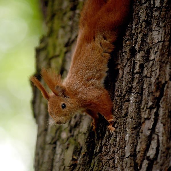 Discover Scottish Wildlife