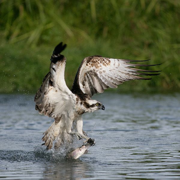 Ospreys Are Back At Loch Of The Lowes